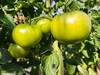 合作| 菜用西红柿  750g（小果居多，可做鲜食） 商品缩略图3