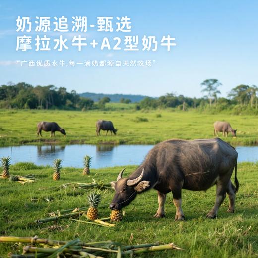 左江a2β-酪蛋白水牛纯牛奶 210ml*10盒 乳糖不耐受福音，营养好吸收 商品图1