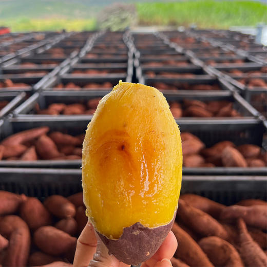 榴莲蜜薯（红薯）个头小，甜度高 | 云南 商品图0