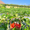 尝鲜福利『攀枝花露天冬草莓』随珠草莓+粉玉草莓+香玉草莓，甜美细嫩，香软怡人，鲜灵莹润 商品缩略图14