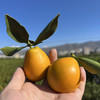 攀枝花【云端脆蜜金桔】可食率99%，平均糖度20%+，脆爽化渣，果肉绵密，无籽，含糖量高，带皮食用。不打蜡，不催熟！ 商品缩略图4