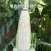 甜糯爆浆玉米 珍珠奶棒 东北、云南新鲜现采  软糯香甜 真空包装 非转基因 商品缩略图4