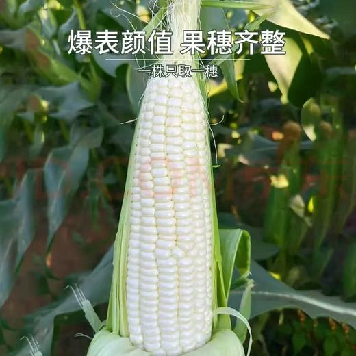 甜糯爆浆玉米 珍珠奶棒 东北、云南新鲜现采  软糯香甜 真空包装 非转基因 商品图4