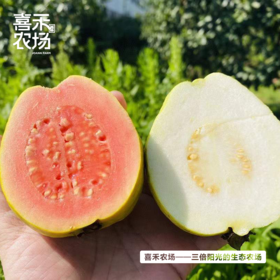 喜禾农场红心芭乐+白心芭乐混合5斤装