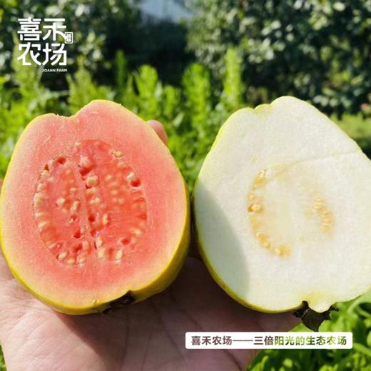 喜禾农场红心芭乐+白心芭乐混合5斤装 商品图0