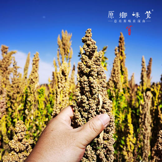 高原生态藜麦（成都仓库-顺丰快递）| 500g/袋，来自青海香日德，生产者：张德路【合作生产，公平贸易】 商品图10
