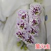 蝴蝶兰 | 萤火虫（可能有轻微瑕疵不售后，介意慎拍） 商品缩略图0