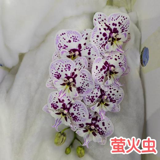 蝴蝶兰 | 萤火虫（可能有轻微瑕疵不售后，介意慎拍） 商品图0