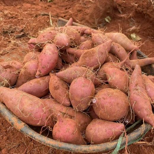 可烤的糖心紫薯【非凡糖度30+，为烤而生，烤后稀软流油】 商品图6