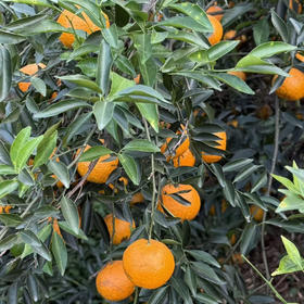 2025年梅江庄园冬后皮5kg