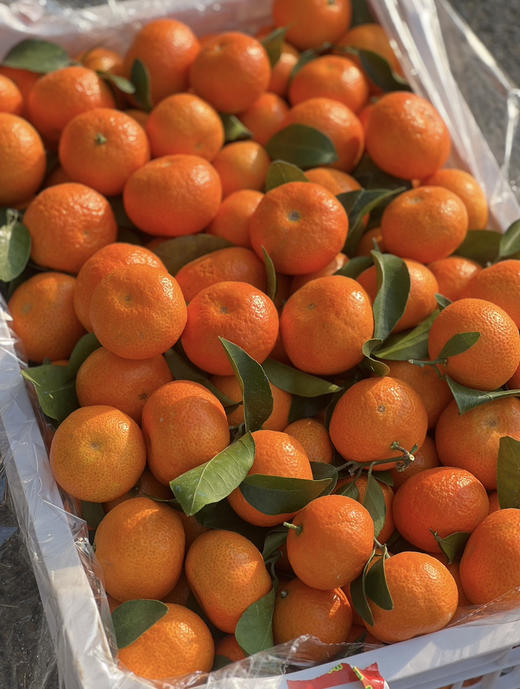 广西荔浦沙糖桔 商品图4