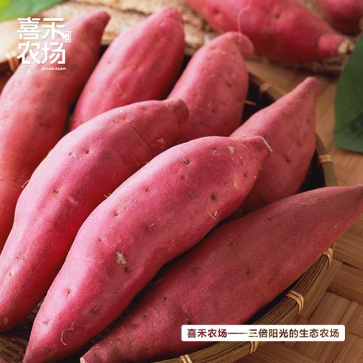 喜禾农场海南桥头地瓜 5斤装2-4个 | 一口粉糯香甜、满口自然栗香、粉而不噎、粗粮代餐之选 商品图0