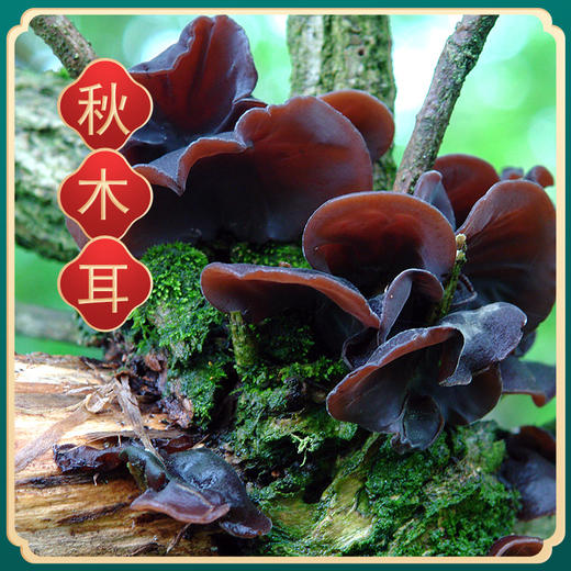 樟子松牌礼盒 商品图2