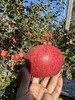顺丰发货【精品水果】醉西子赤霞香妃苹果 果中新贵 商品缩略图5