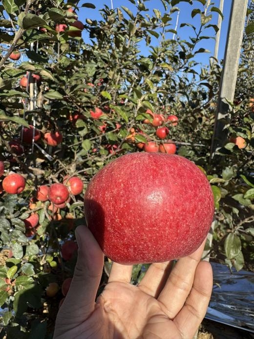 顺丰发货【精品水果】醉西子赤霞香妃苹果 果中新贵 商品图5