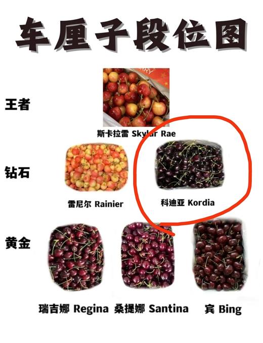 新西兰奥塔哥科迪亚车厘子298元1箱5斤装，明天到货 商品图6