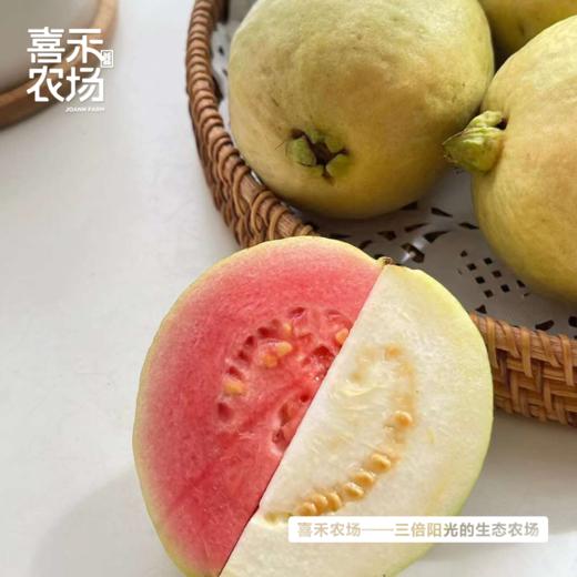 喜禾农场红心芭乐+白心芭乐混合5斤装 商品图2