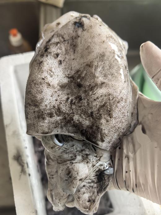 墨鱼仔13.8元一份， 450~500克， 3~5个不等大小随机装，明天到 商品图1