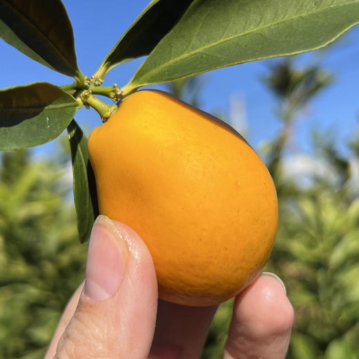 攀枝花【云端脆蜜金桔】可食率99%，平均糖度20%+，脆爽化渣，果肉绵密，无籽，含糖量高，带皮食用。不打蜡，不催熟！ 商品图6