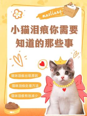 搞定猫咪泪痕，养出清爽小萌宠