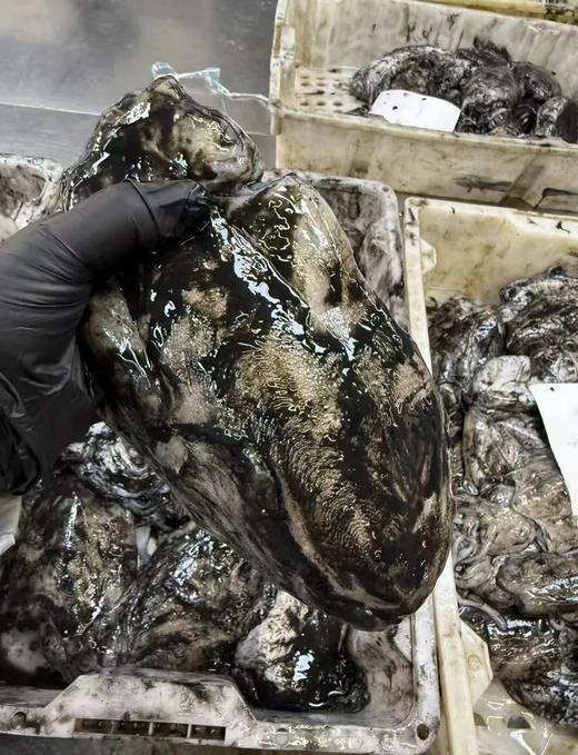 墨鱼仔13.8元一份， 450~500克， 3~5个不等大小随机装，明天到 商品图2