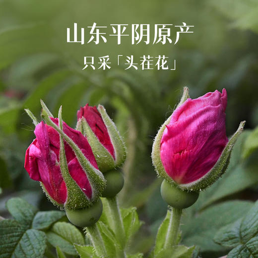 艺福堂玫瑰花茶80g/罐国风重瓣平阴玫瑰 商品图2