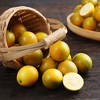 广西融安滑皮金桔蜜蛋中果2kg礼盒装(52-60粒/kg) 商品缩略图10