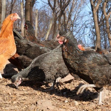 初产鸡蛋(12枚/斤）～净田社山林自由放养 商品图1