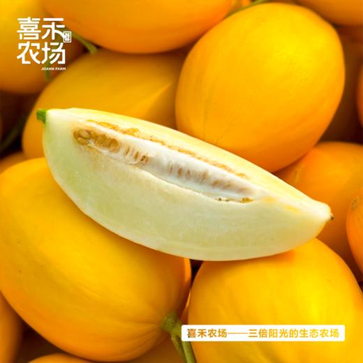 喜禾农场金妃蜜瓜4.5-5斤装（3个） 商品图3
