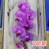 蝴蝶兰 | 艾尼斯（可能有轻微瑕疵不售后，介意慎拍） 商品缩略图0