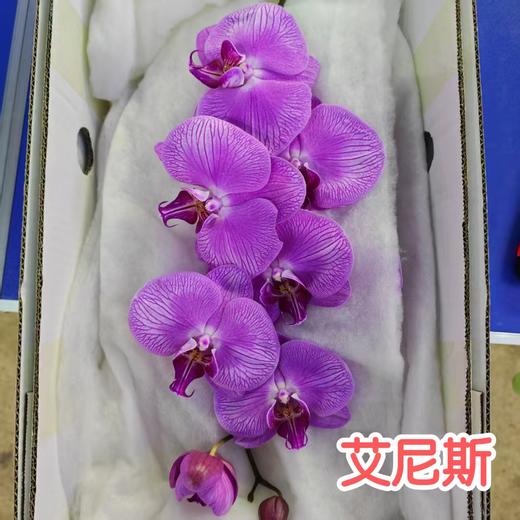 蝴蝶兰 | 艾尼斯（可能有轻微瑕疵不售后，介意慎拍） 商品图0