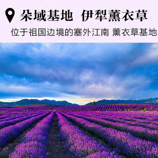 朵域纯露 玫瑰纯露 薰衣草精粹水 商品图5