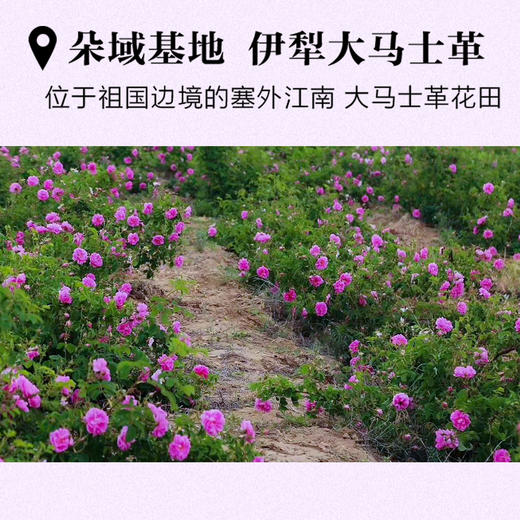 朵域纯露 玫瑰纯露 薰衣草精粹水 商品图3