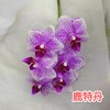 蝴蝶兰 | 鹿特丹（可能有轻微瑕疵不售后，介意慎拍） 商品缩略图0