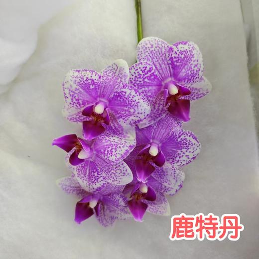 蝴蝶兰 | 鹿特丹（可能有轻微瑕疵不售后，介意慎拍） 商品图0