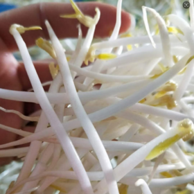 【QT】新鲜清水泡发绿豆芽