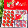 尝鲜福利『攀枝花露天冬草莓』随珠草莓+粉玉草莓+香玉草莓，甜美细嫩，香软怡人，鲜灵莹润 商品缩略图3