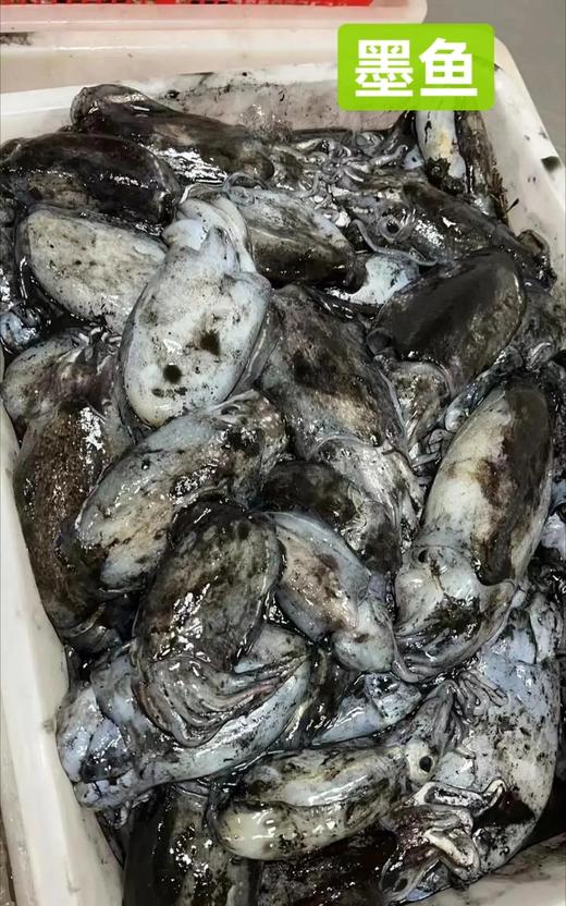 墨鱼仔13.8元一份， 450~500克， 3~5个不等大小随机装，明天到 商品图4