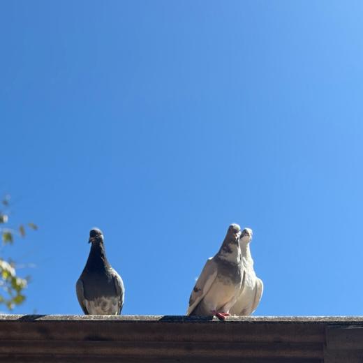 云南山林放养鸽子【云南山野间自由生长，活动量大，肉质紧实细嫩，真正能滋养人的身心❤️】 商品图5
