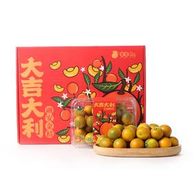 广西融安滑皮金桔蜜蛋中果2kg礼盒装(52-60粒/kg)