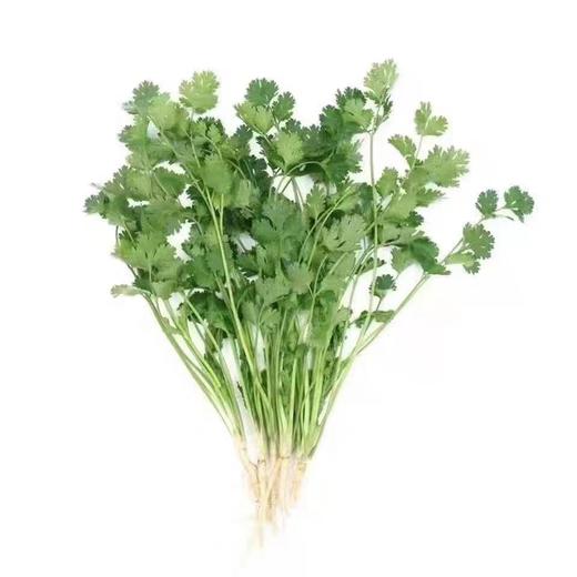 【ZCWJ】新鲜带根香菜 商品图0