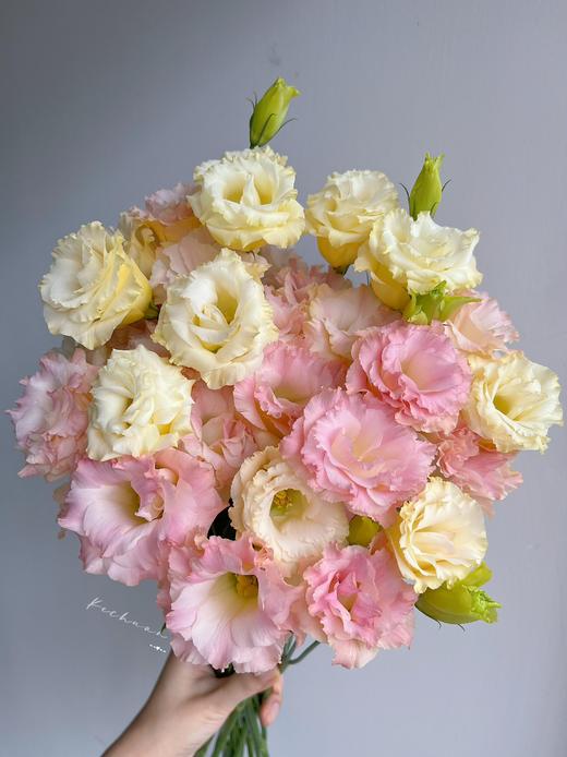 【洋桔梗大满贯】粉色洋桔梗7-10朵/份+紫边洋桔梗7-10朵+绿色洋桔梗7-10朵+香槟洋桔梗7-10朵/份 商品图5