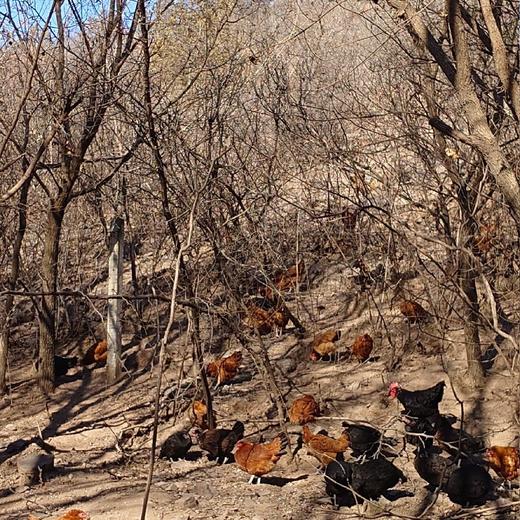 初产鸡蛋(12枚/斤）～净田社山林自由放养 商品图3