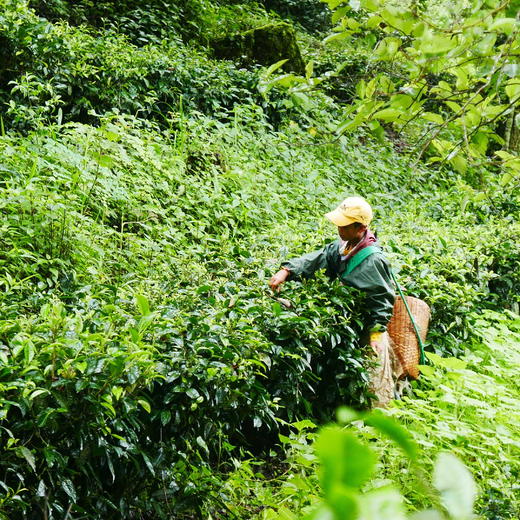 有机普洱熟茶 | 50g/袋 云南特级熟普 原叶散茶 色泽油润 木质陈香带果蜜香 醇厚饱满回甘 味蕾觉醒 商品图8