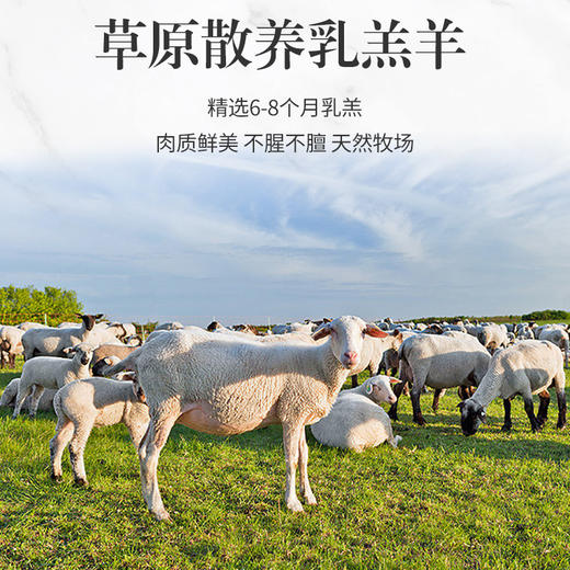 大黄鲜森半只羊礼盒装内蒙草原羊10斤装 精选6-8个月的内蒙古大草原散养羔羊 商品图4