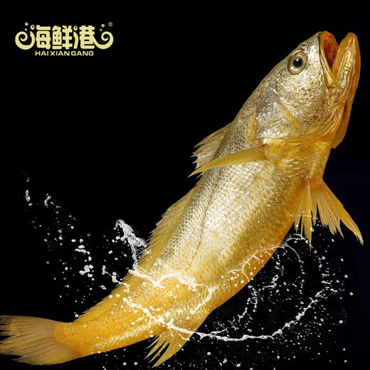 TY26年海鲜港1298型-功成名就【鲜知10.0】 商品图5