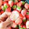 尝鲜福利『攀枝花露天冬草莓』随珠草莓+粉玉草莓+香玉草莓，甜美细嫩，香软怡人，鲜灵莹润 商品缩略图9