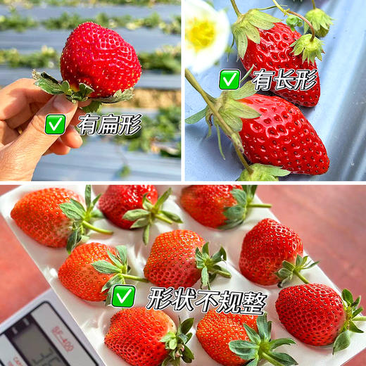 尝鲜福利『攀枝花露天冬草莓』随珠草莓+粉玉草莓+香玉草莓，甜美细嫩，香软怡人，鲜灵莹润 商品图7