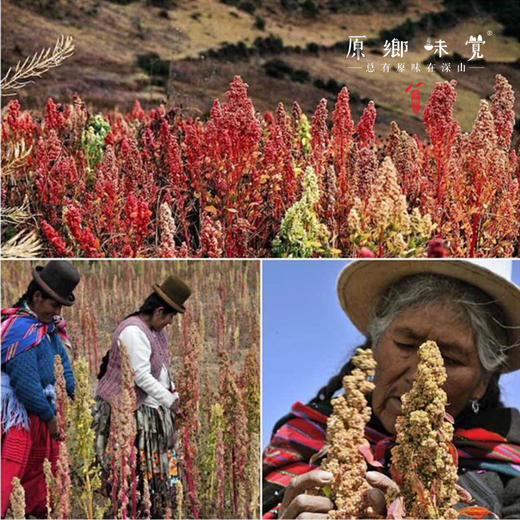 高原生态藜麦（成都仓库-顺丰快递）| 500g/袋，来自青海香日德，生产者：张德路【合作生产，公平贸易】 商品图5