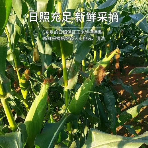 甜糯爆浆玉米 珍珠奶棒 东北、云南新鲜现采  软糯香甜 真空包装 非转基因 商品图3